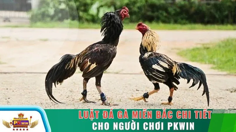 Luật Đá Gà Miền Bắc Chi Tiết Cho Người Chơi PKWIN